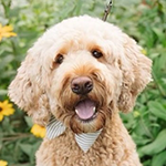 Photo of Gryffin the Goldendoodle